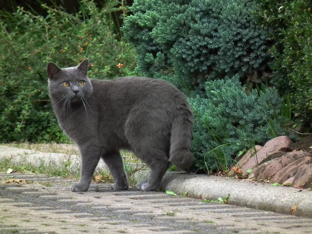 Chartreux bleu à la silhouette athlétique