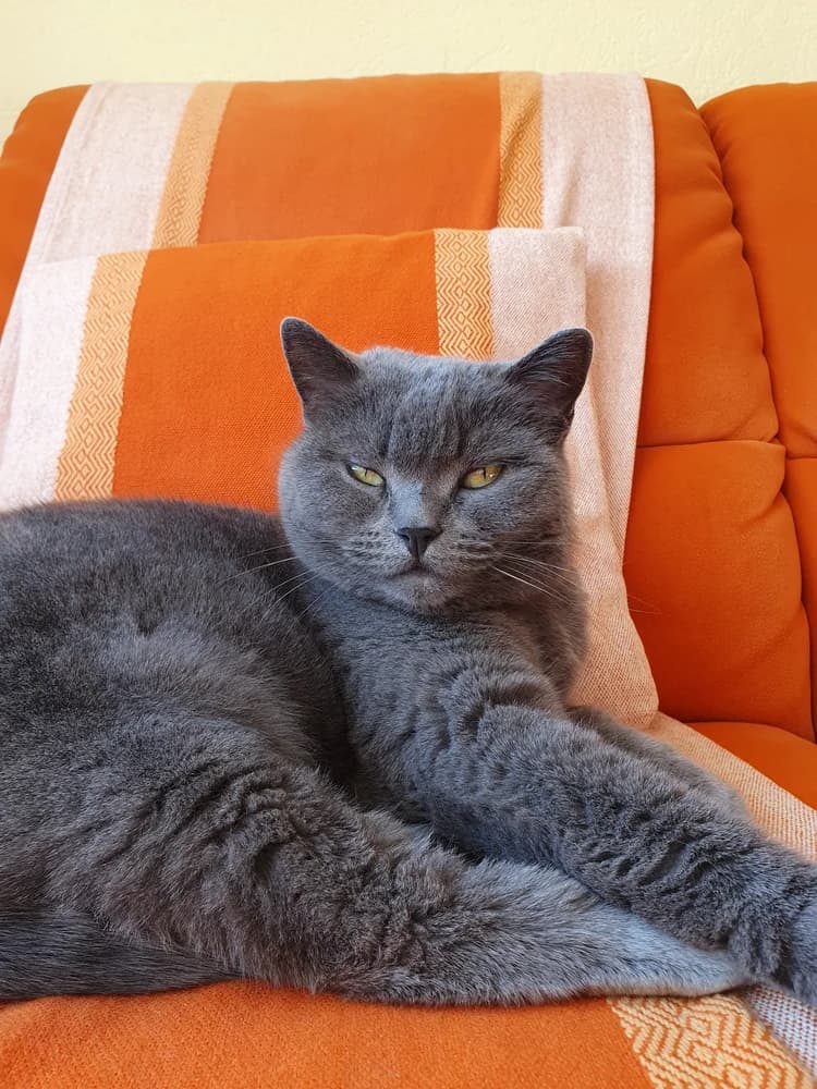Chartreux bleu allongé, au pelage dense