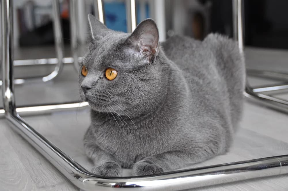 Chartreux bleu aux yeux orange, posé