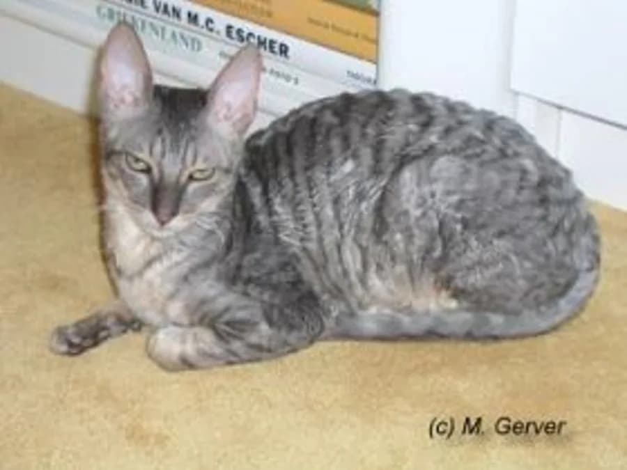 Deux Cornish Rex côte à côte, ondulations du poil visibles sur le dos