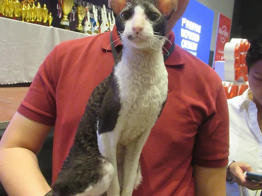 Cornish Rex noir et blanc porté contre une épaule, oreilles très grandes et hautes
