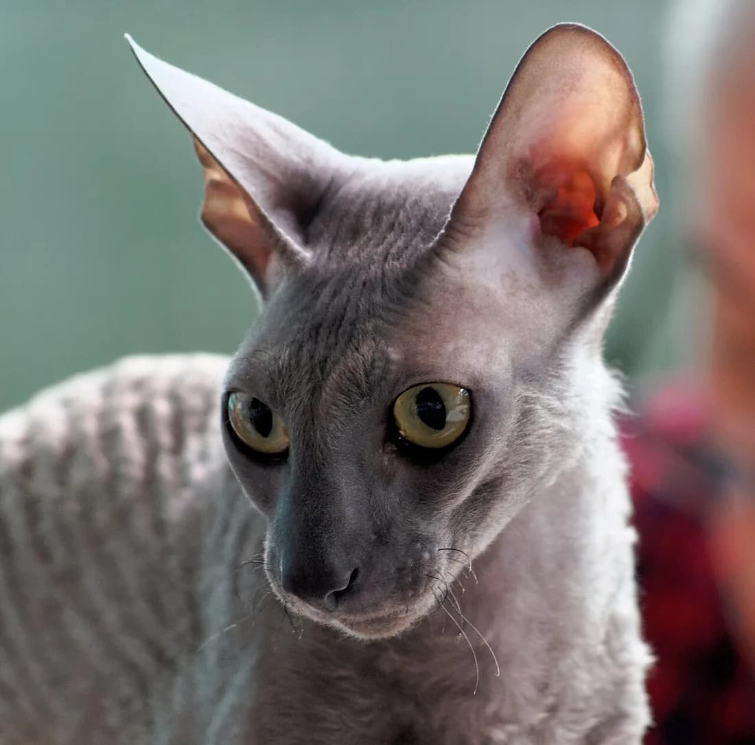 Portrait de Cornish Rex, oreilles démesurées et poil ondulé serré sur le crâne