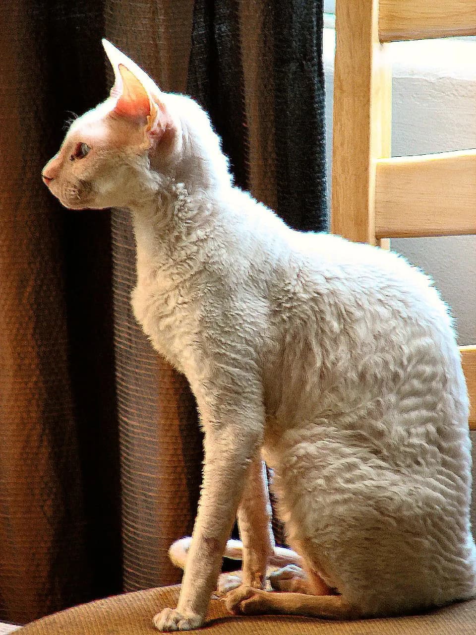 Cornish Rex blanc de profil devant une fenêtre, pelage court ondulé bien visible sur le dos, silhouette fine