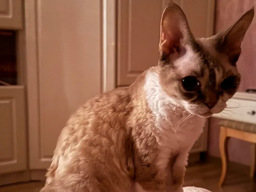 Devon Rex au poil crème ondulé, assis à l'intérieur, moustaches courtes et frisées