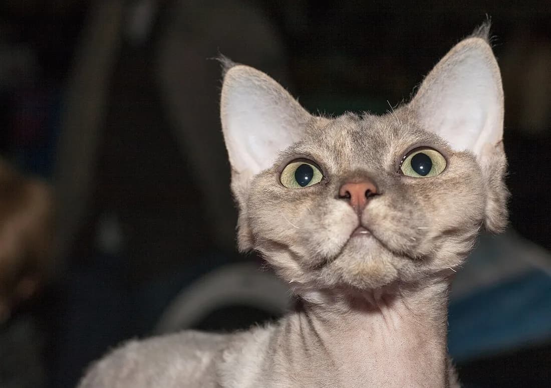 Devon Rex de face, très grandes oreilles basses et poil court ondulé sur le front