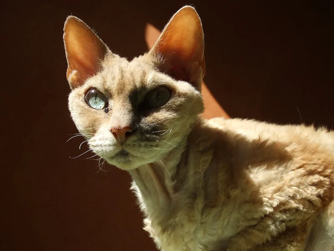 Devon Rex à la robe rousse et sombre, le poil frisé bien visible sur le poitrail