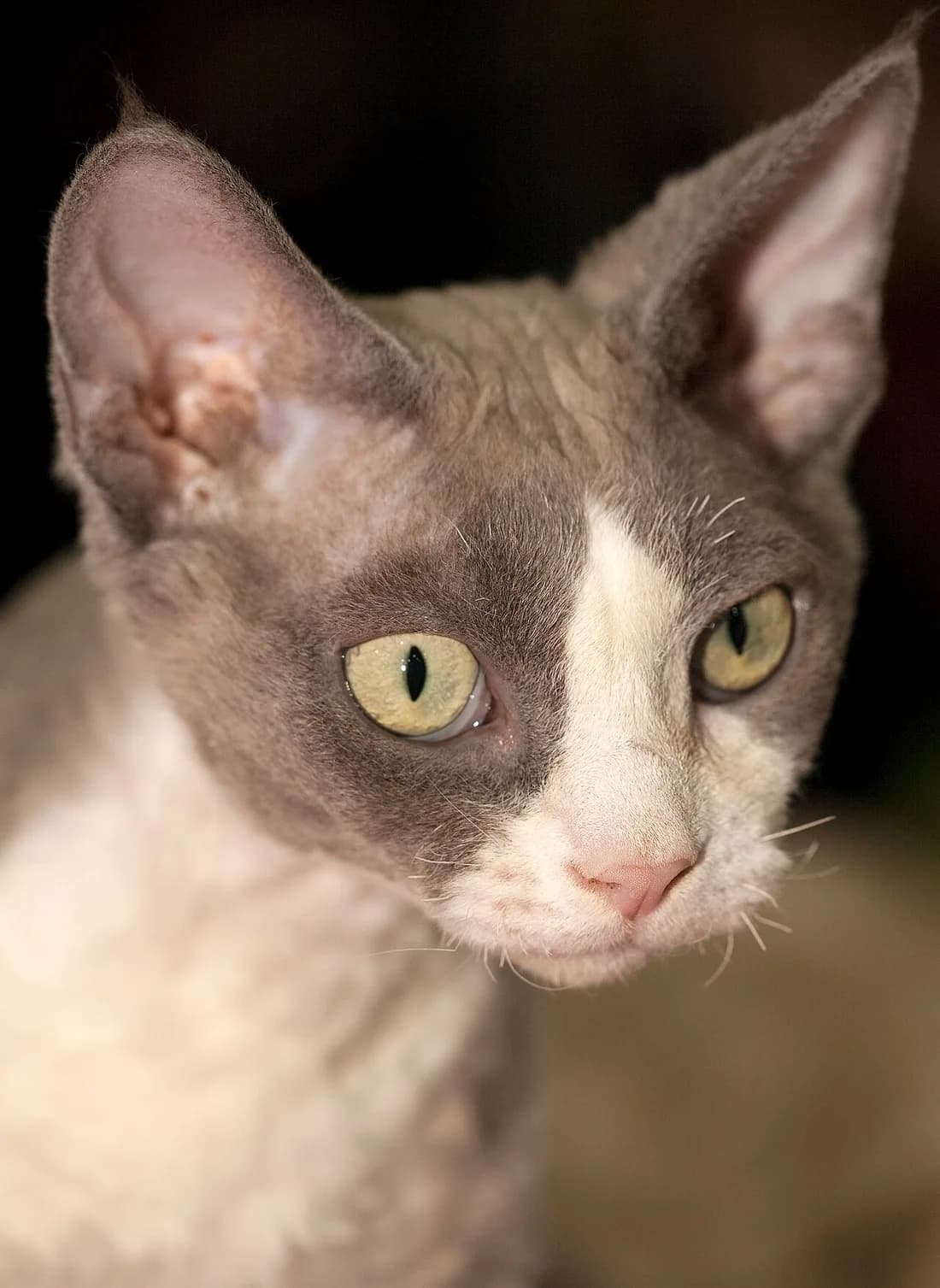 Devon Rex de trois quarts, ondulations du poil marquées sur le dos et les flancs