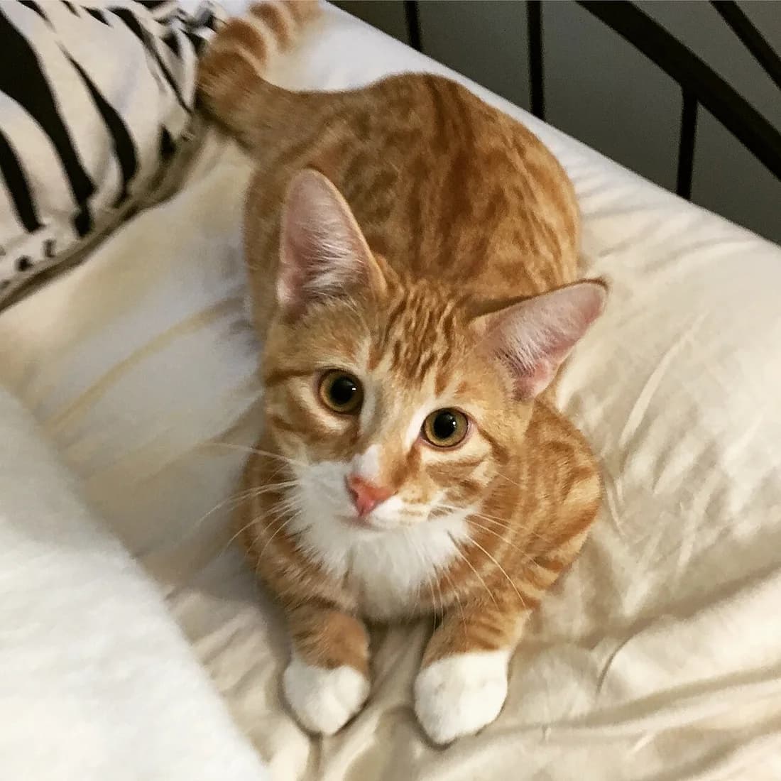 Jeune européen roux tabby aux pattes blanches, couché sur un lit clair, le regard levé