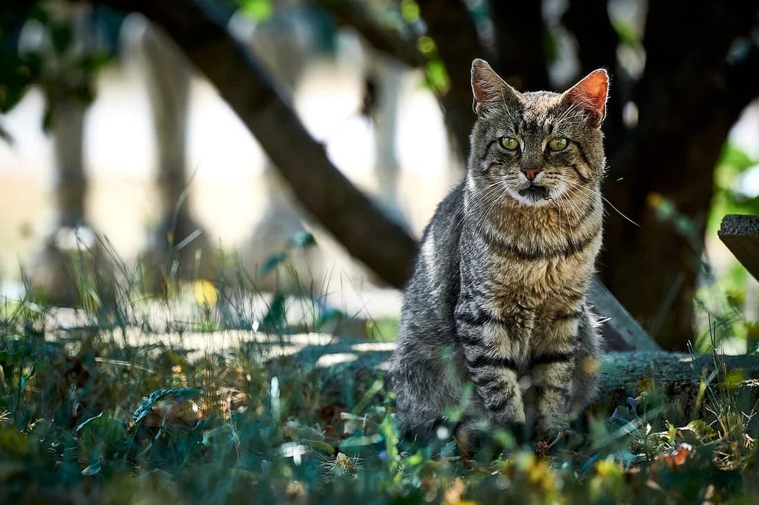 Européen tabby brun assis dans l'herbe au pied d'un arbre, oreilles dressées