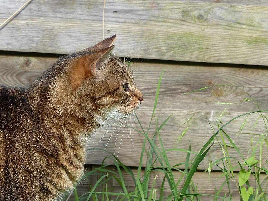Européen tabby brun de profil devant une palissade en bois, le museau vers des herbes hautes