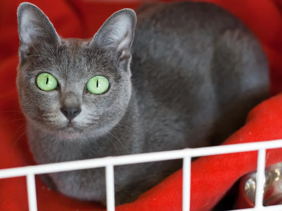 Korat couché sur une couverture rouge, robe bleue uniforme aux reflets argentés