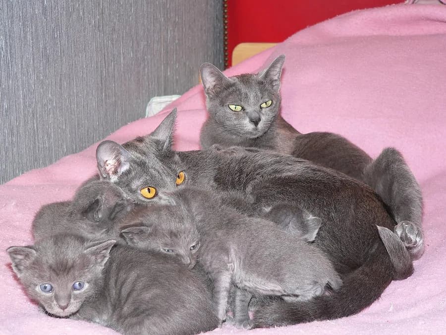 Chatte korat allaitant sa portée, les chatons ont déjà la robe bleue de la race