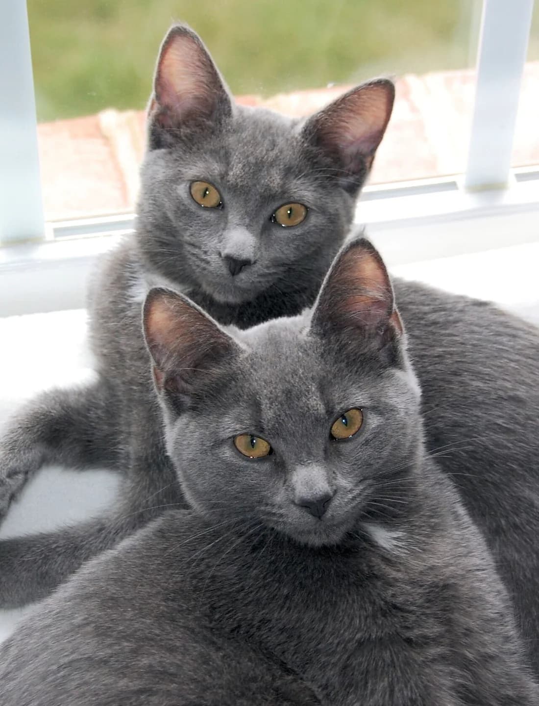 Deux chatons korat près d'une fenêtre, les yeux encore ambrés avant de virer au vert