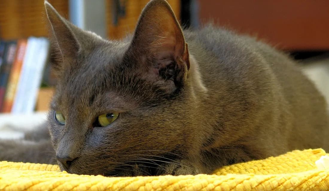 Korat de profil au repos, tête en cœur et grandes oreilles bien écartées