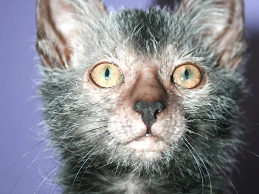 Lykoi de face, masque presque nu autour des yeux et du museau, d'où son surnom de chat-loup
