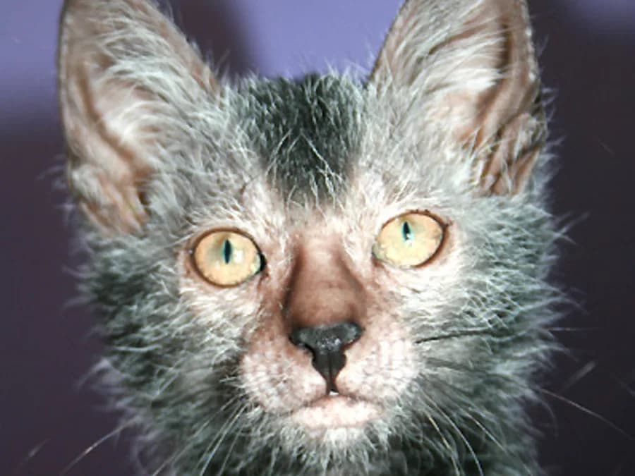 Portrait de lykoi aux yeux jaunes cerclés de sombre, poil gris mêlé de blanc