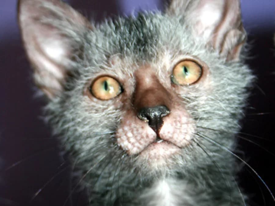 Lykoi vu de près, fourrure irrégulière typique de la mutation à l'origine de la race