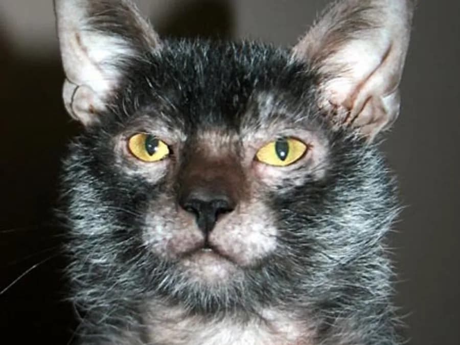 Lykoi au pelage sombre, contour des yeux et du nez dégarni, oreilles largement nues
