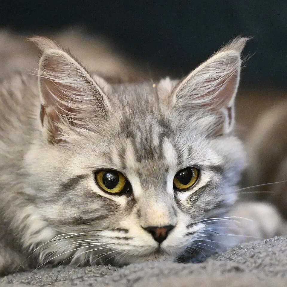 Portrait rapproché d'un Maine Coon silver tabby aux plumets d'oreilles