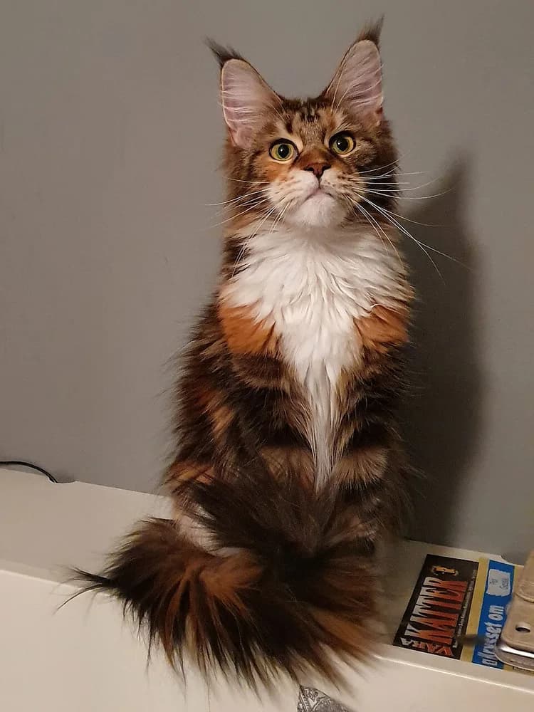 Maine Coon tabby roux assis bien droit, longue queue touffue