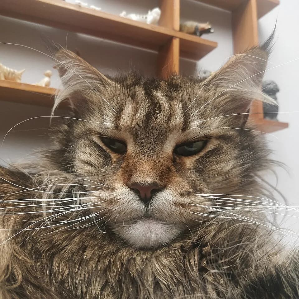 Maine Coon brun tabby à l'imposante collerette