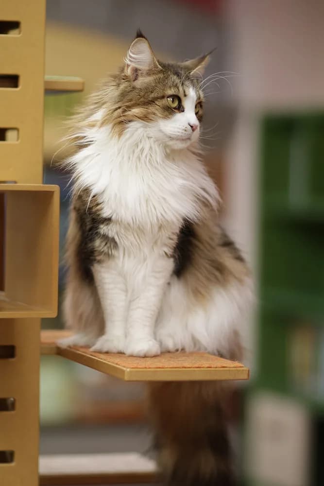 Maine Coon tabby et blanc assis sur une étagère