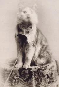 Cosey, premier Maine Coon primé à New York en 1895
