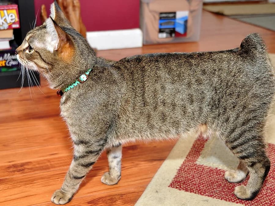 Manx tabby debout de profil, dos court et pattes arrière plus hautes que les avant
