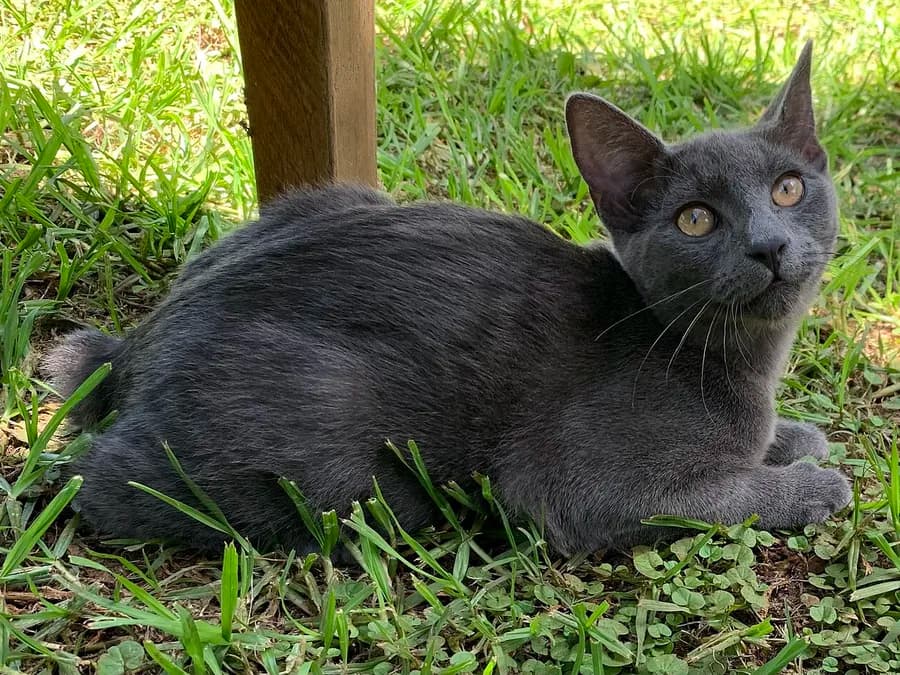 Manx gris couché dans l'herbe, croupe ronde dépourvue de queue