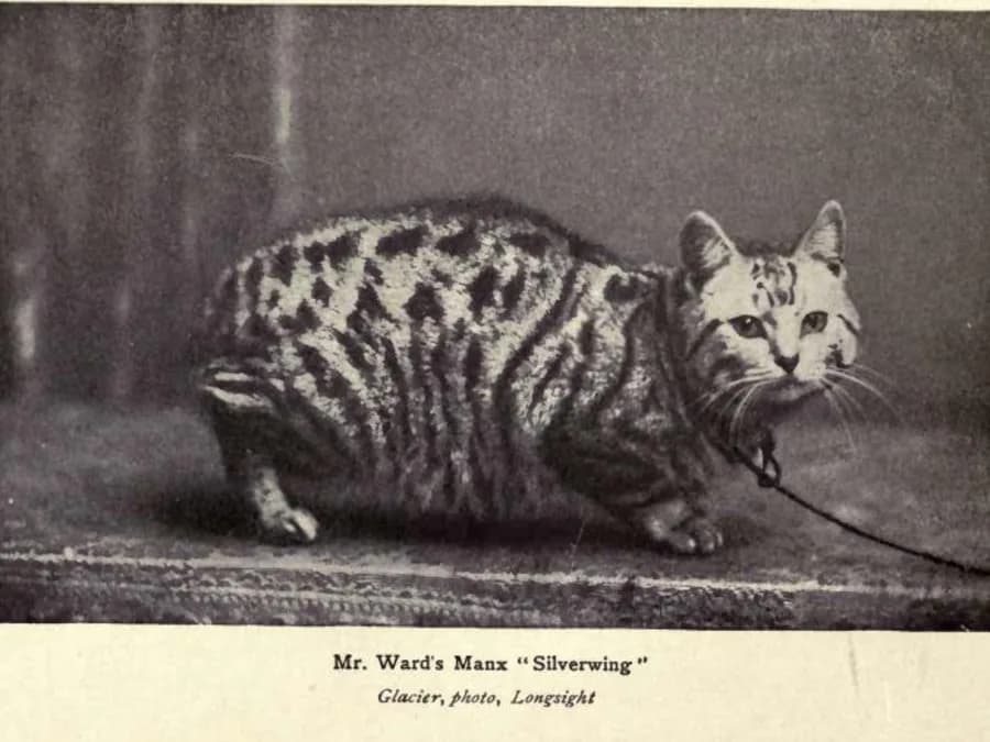 Photographie ancienne d'un manx primé, témoignant de l'ancienneté de la race sur l'île de Man