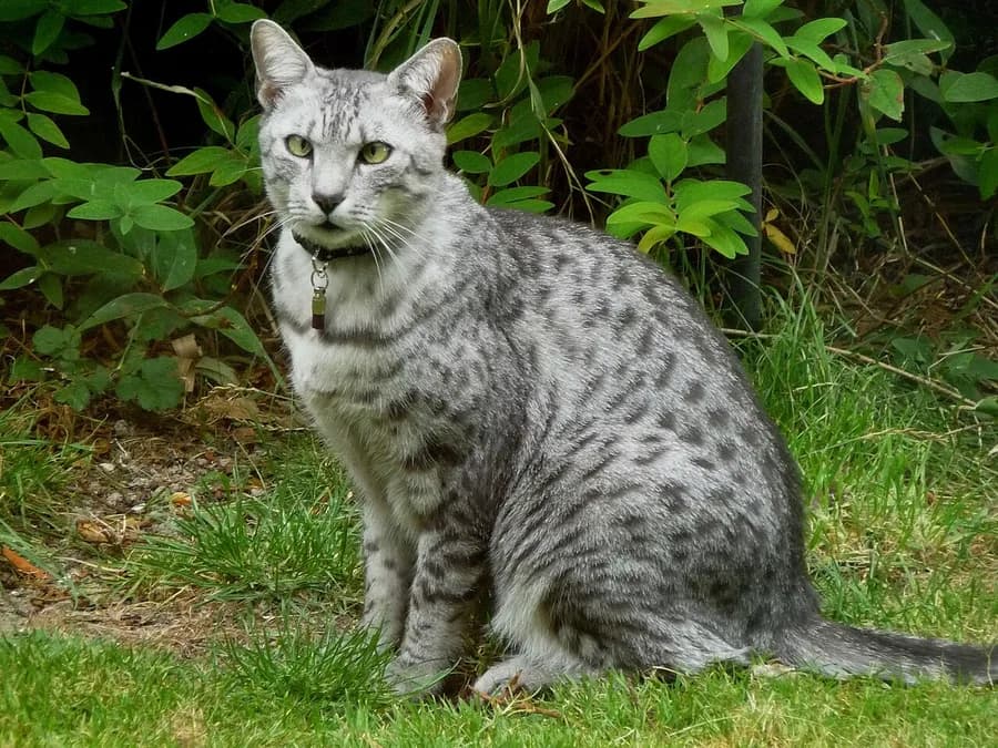 Mau égyptien assis dans l'herbe, taches naturelles et non issues d'un croisement récent