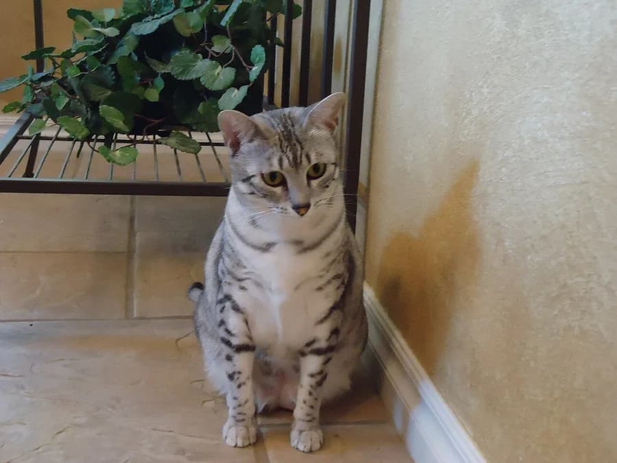 Mau égyptien assis à l'intérieur, silhouette élancée et pattes arrière plus longues