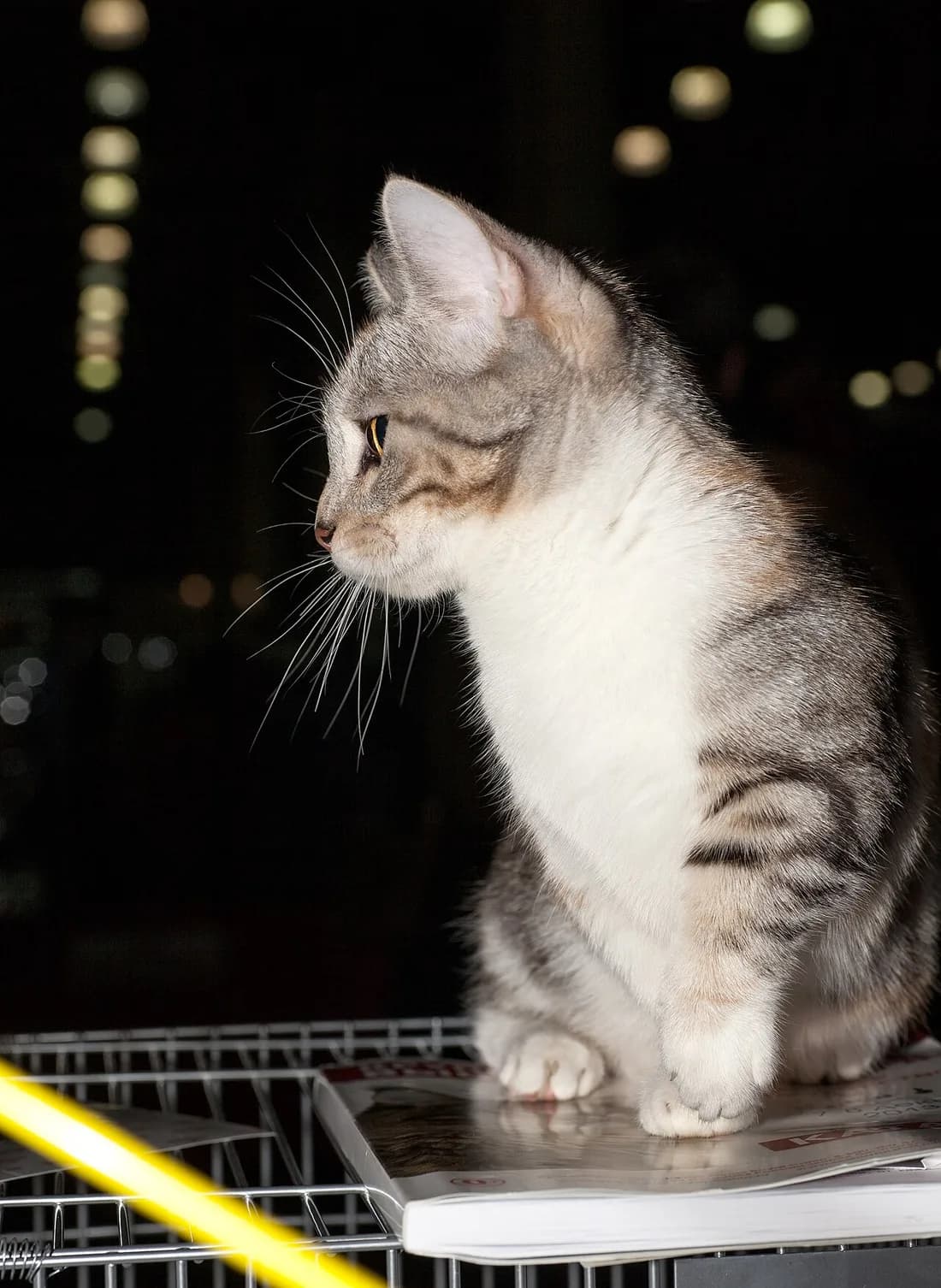 Munchkin assis de profil, pattes avant nettement plus courtes que celles d'un chat ordinaire