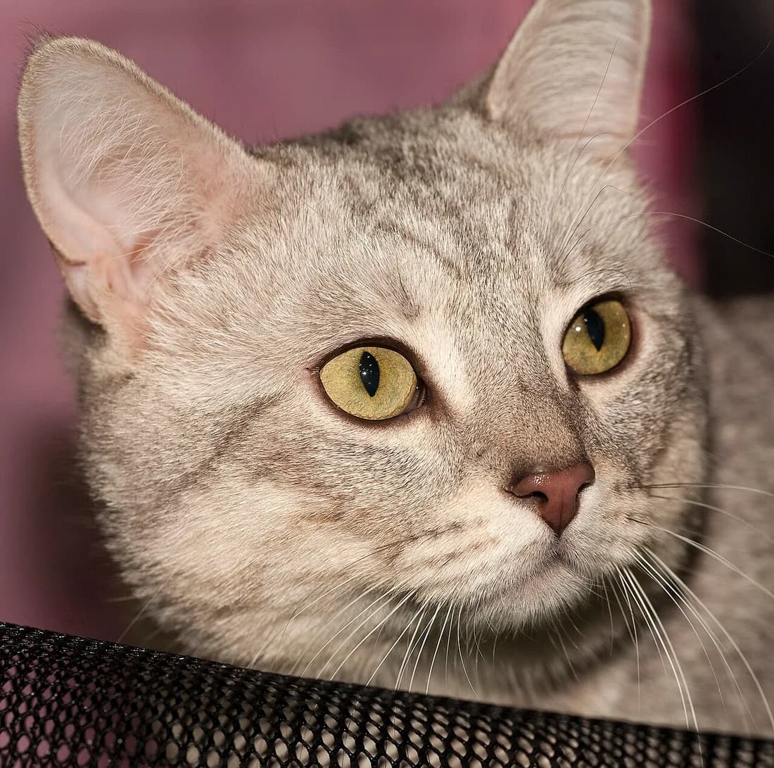 Portrait de munchkin au pelage tabby argenté, oreilles larges à la base et yeux dorés