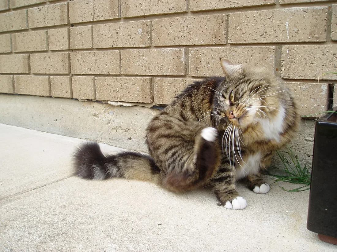 Munchkin à poil long brun tabby, dehors contre un mur de briques, corps bas et longue queue panachée