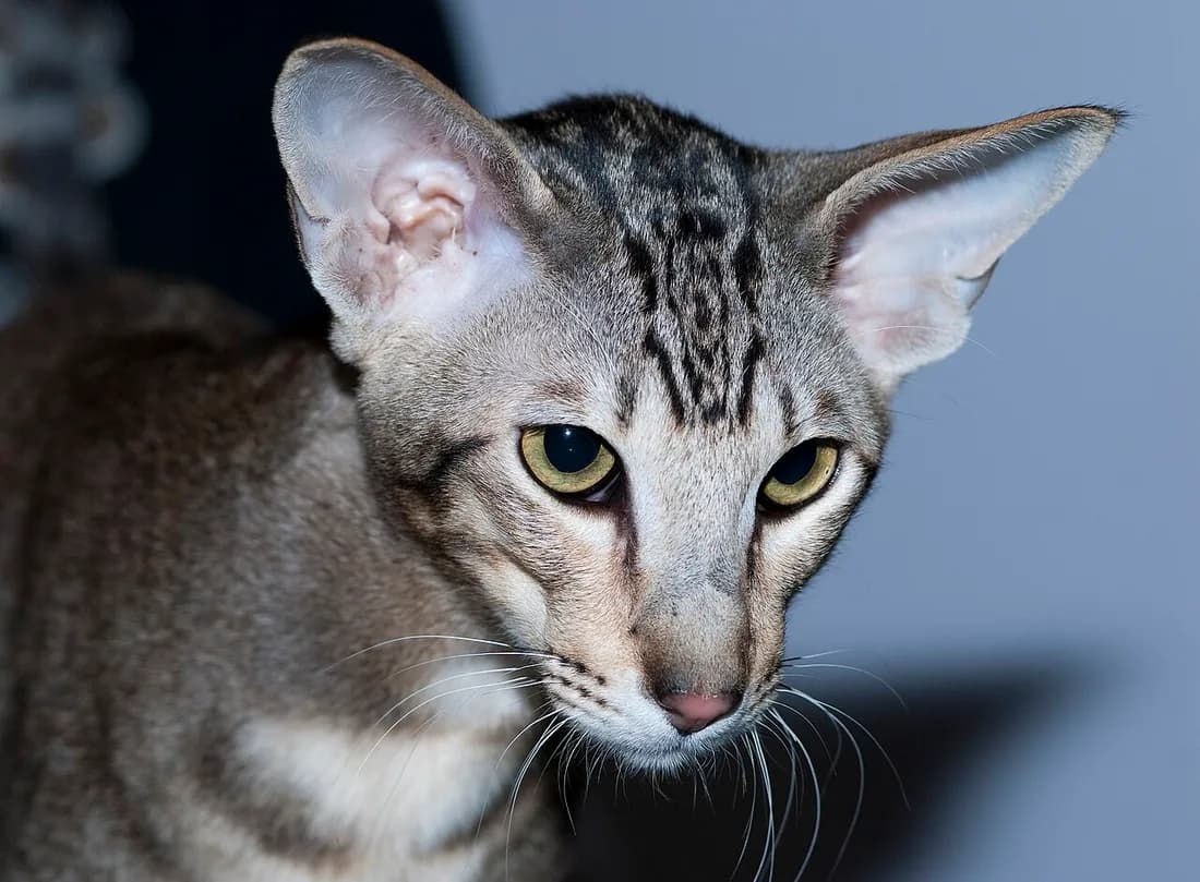 Portrait d'oriental tabby de face, tête en triangle allongé et yeux verts en amande