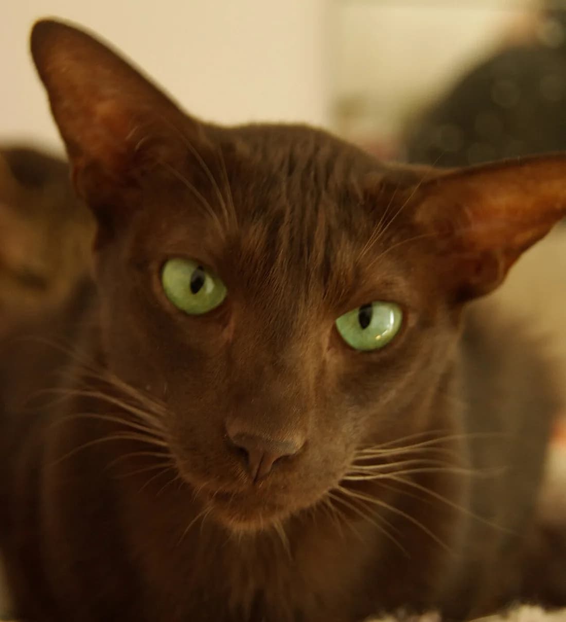 Oriental chocolat aux yeux verts, robe unie sans marque, dans la pénombre