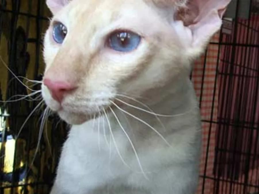 Peterbald blanc aux yeux bleus, peau nue et grandes oreilles largement ouvertes