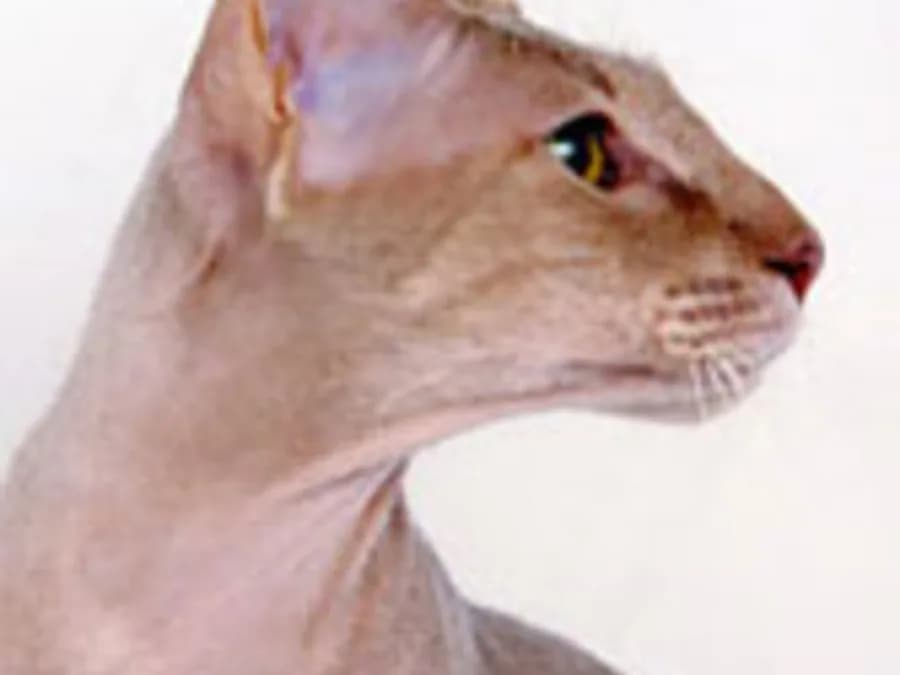 Peterbald de profil, peau rose plissée et tête en coin très allongée