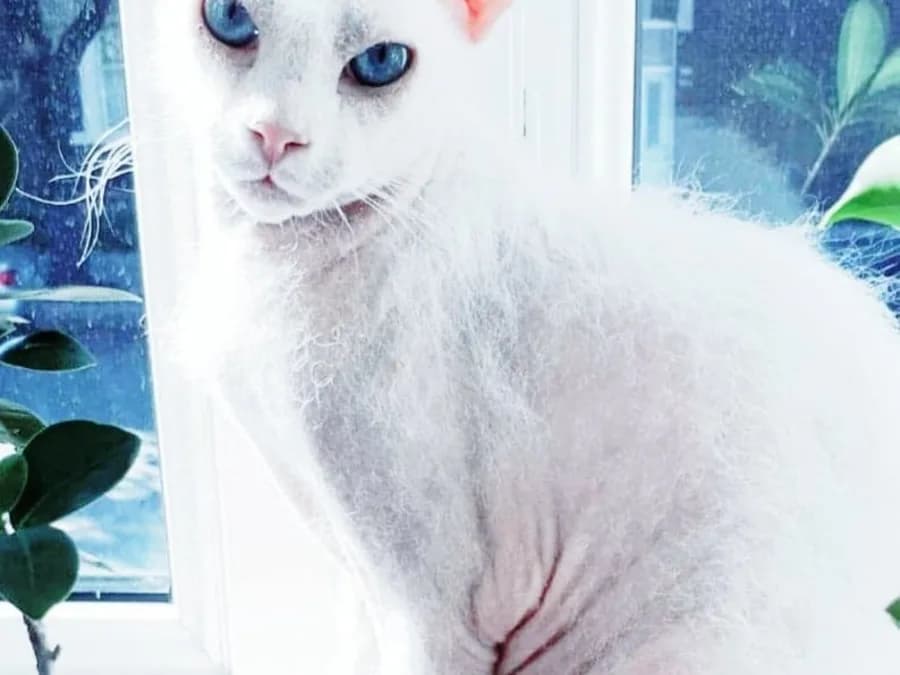 Peterbald blanc au duvet ras, corps longiligne typique du type oriental