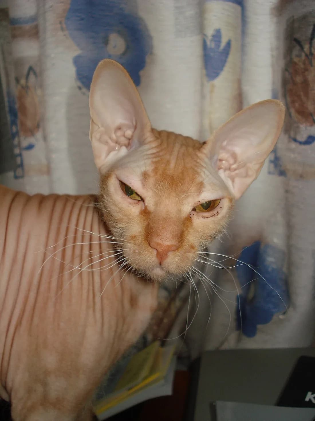 Peterbald roux au corps nu et ridé, oreilles immenses plantées bas
