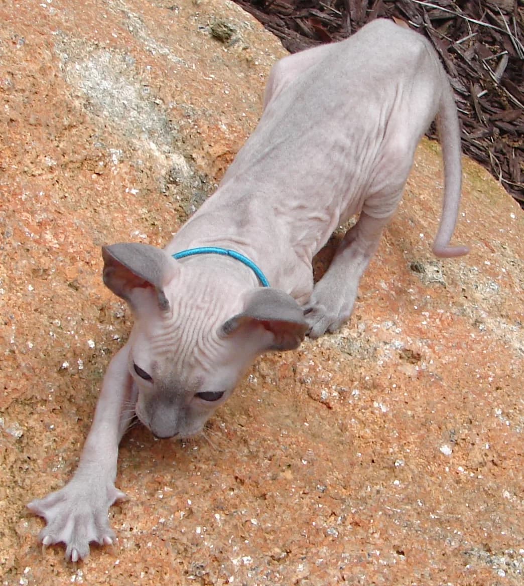 Peterbald debout en extérieur, silhouette entièrement dénudée et queue en fouet