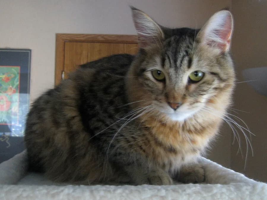 Portrait de pixie-bob, museau large et expression proche de celle du lynx