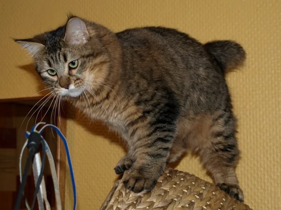 Pixie-bob debout, queue courte et pattes puissantes bien visibles