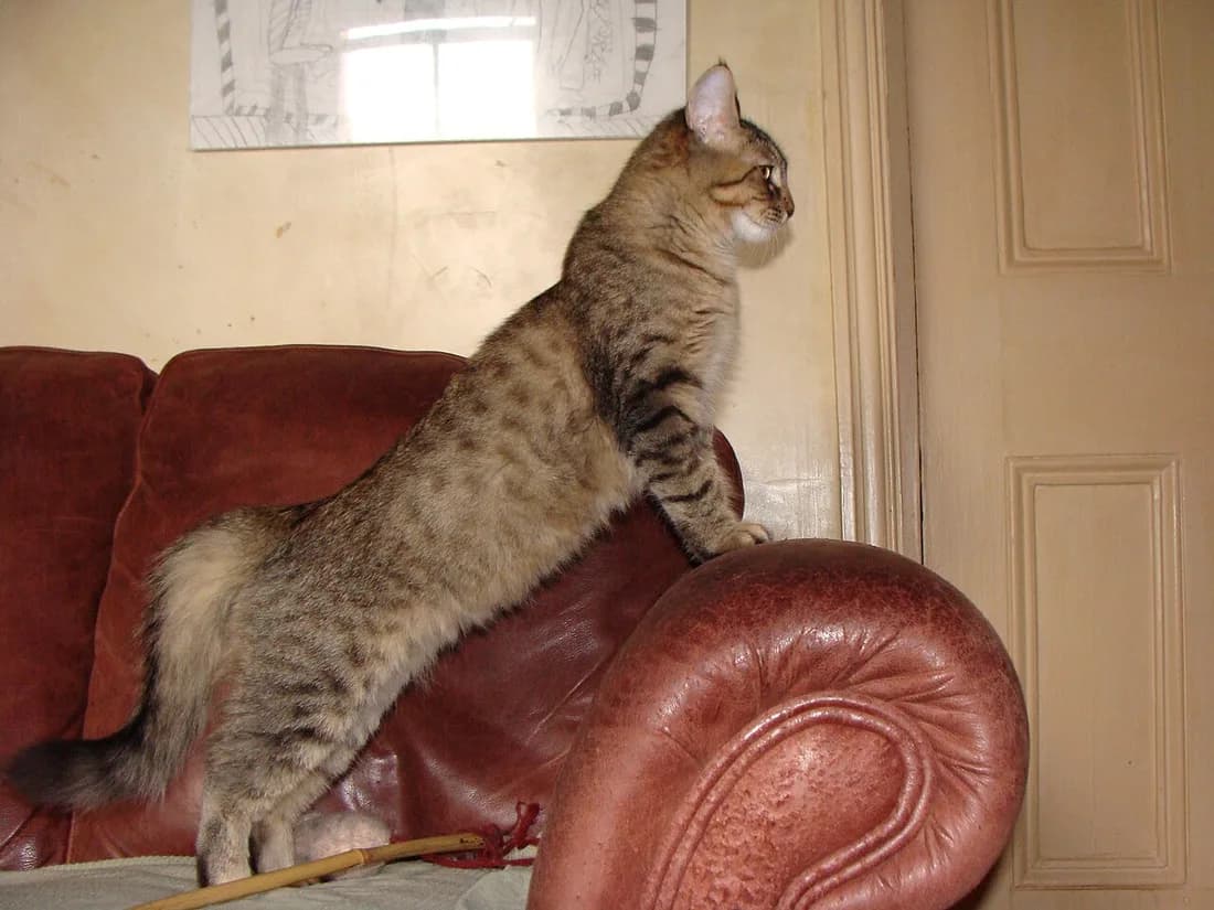 Pixie-bob dressé contre un fauteuil, sa queue écourtée nettement visible