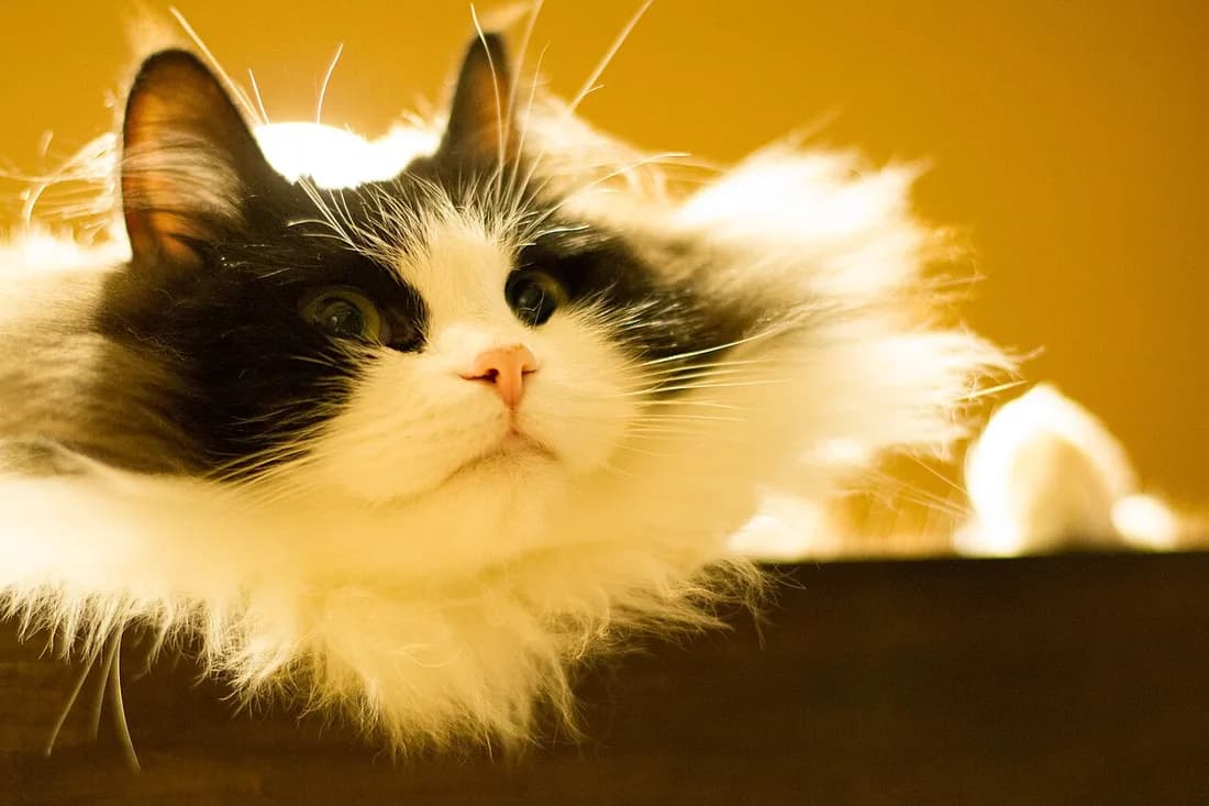 Ragamuffin bicolore à contre-jour, fourrure épaisse et moustaches longues bien visibles