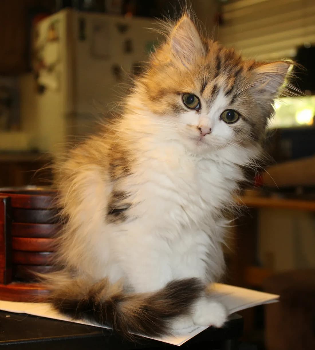 Chaton ragamuffin écaille et blanc, poil déjà long et abondant sur la culotte