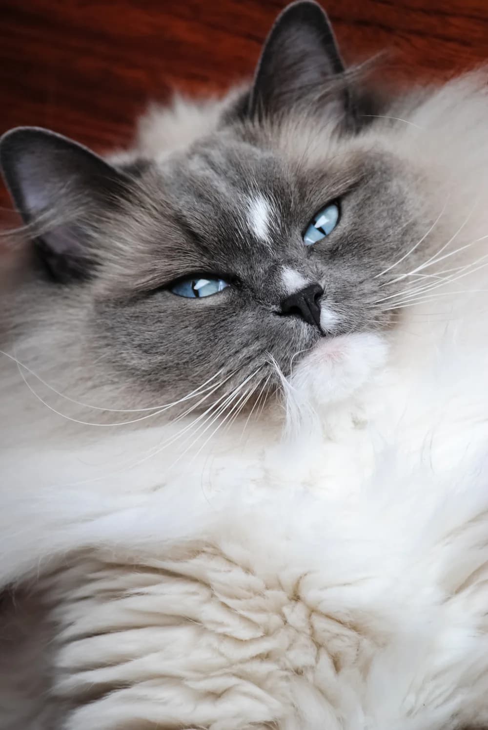 Ragdoll seal point allongé, regard tourné vers l'objectif