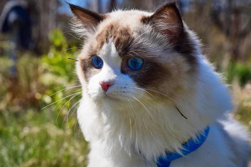 Ragdoll bicolore aux yeux très bleus, à l'extérieur