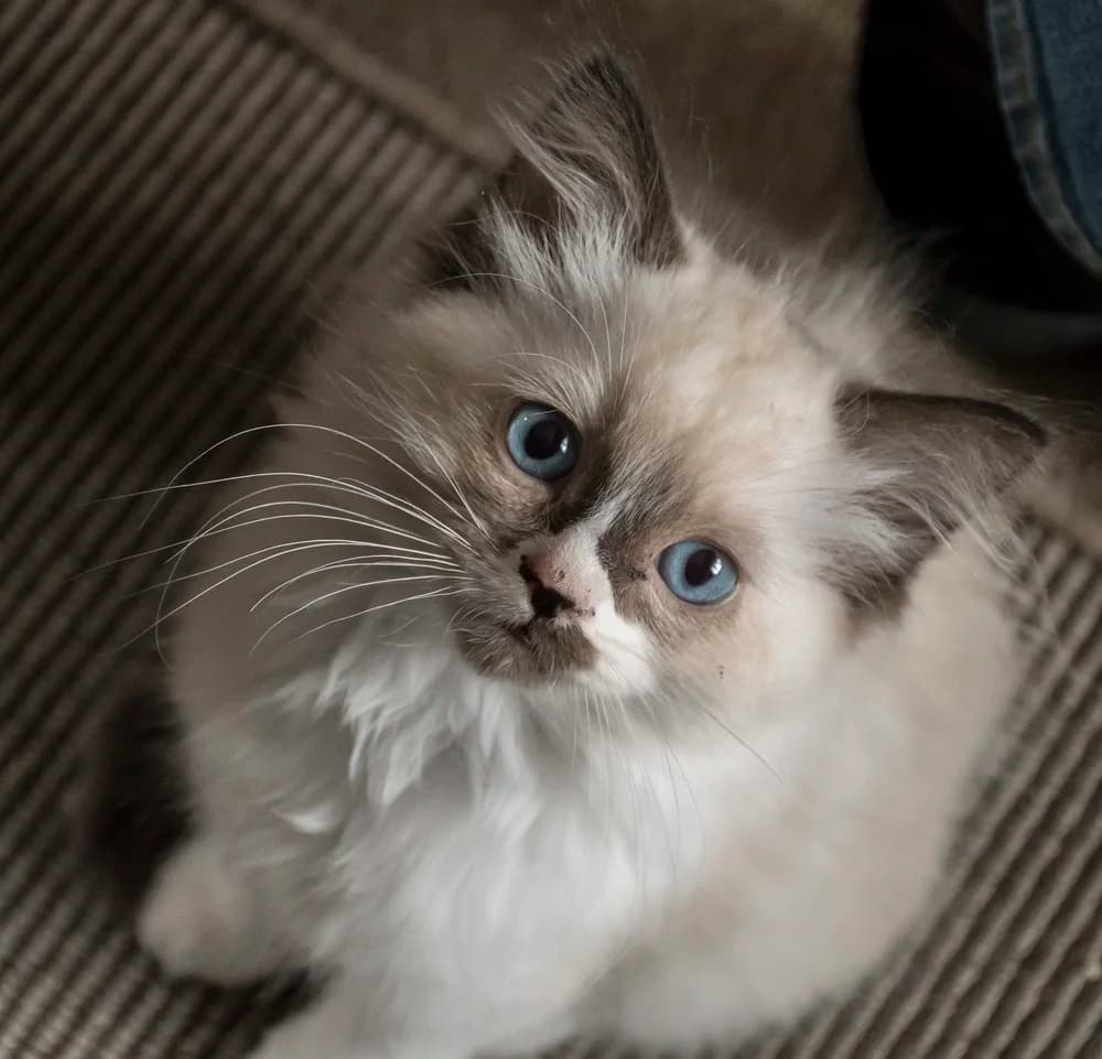 Chaton Ragdoll au poil duveteux et aux yeux bleus